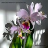 Cattleya Eva's Fábula Azúcar (jenmanii SA x rex).